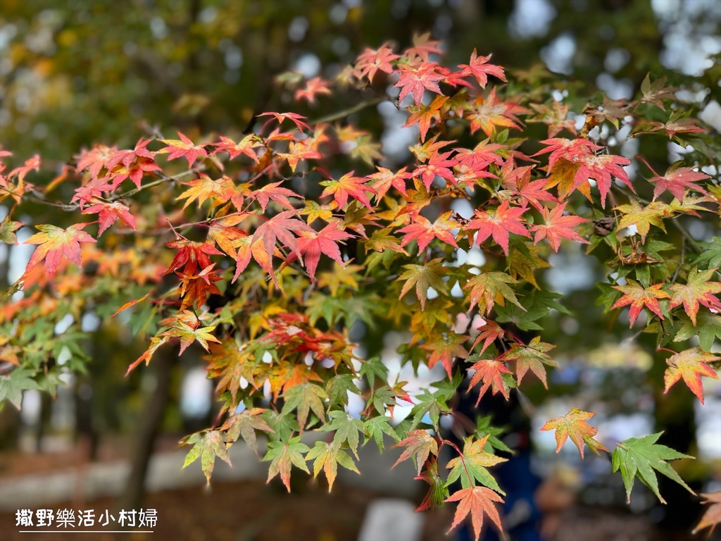 全台最高賞楓景點【福壽山農場】每年必追的魔幻楓紅美景，沉醉在