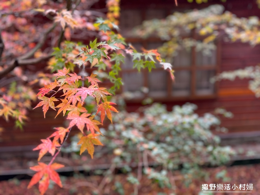 全台最高賞楓景點【福壽山農場】每年必追的魔幻楓紅美景，沉醉在