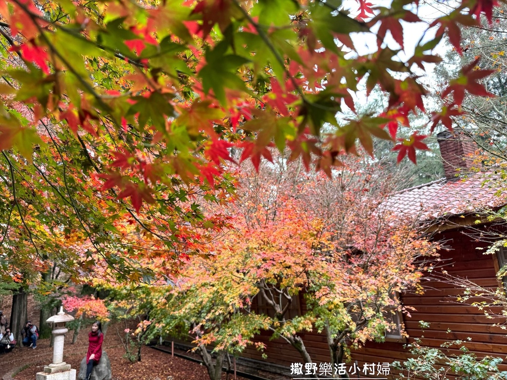 全台最高賞楓景點【福壽山農場】每年必追的魔幻楓紅美景，沉醉在