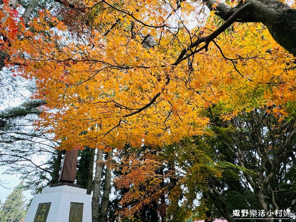 全台最高賞楓景點【福壽山農場】每年必追的魔幻楓紅美景，沉醉在