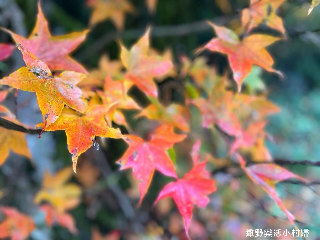 全台最高賞楓景點【福壽山農場】每年必追的魔幻楓紅美景，沉醉在