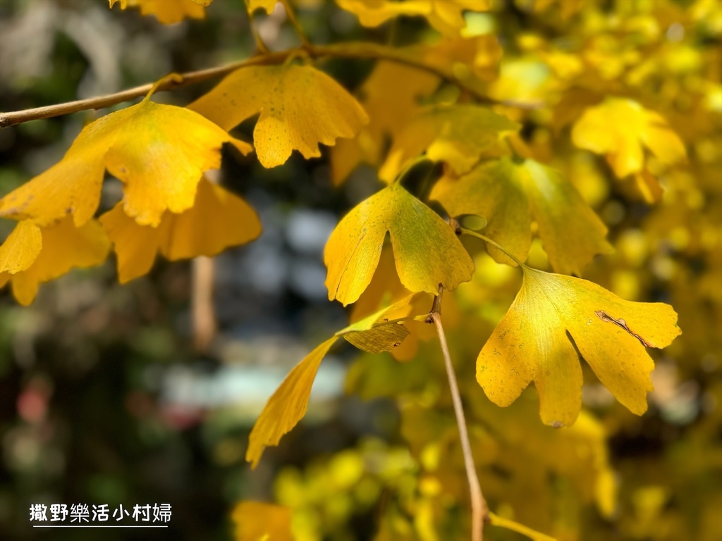 全台最高賞楓景點【福壽山農場】每年必追的魔幻楓紅美景，沉醉在