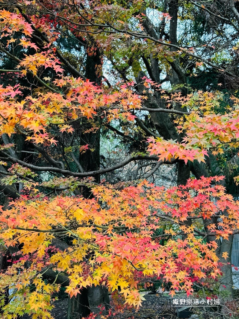 全台最高賞楓景點【福壽山農場】每年必追的魔幻楓紅美景，沉醉在