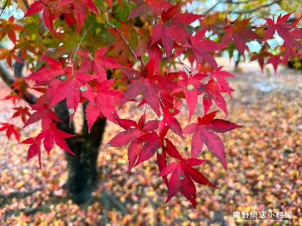 全台最高賞楓景點【福壽山農場】每年必追的魔幻楓紅美景，沉醉在