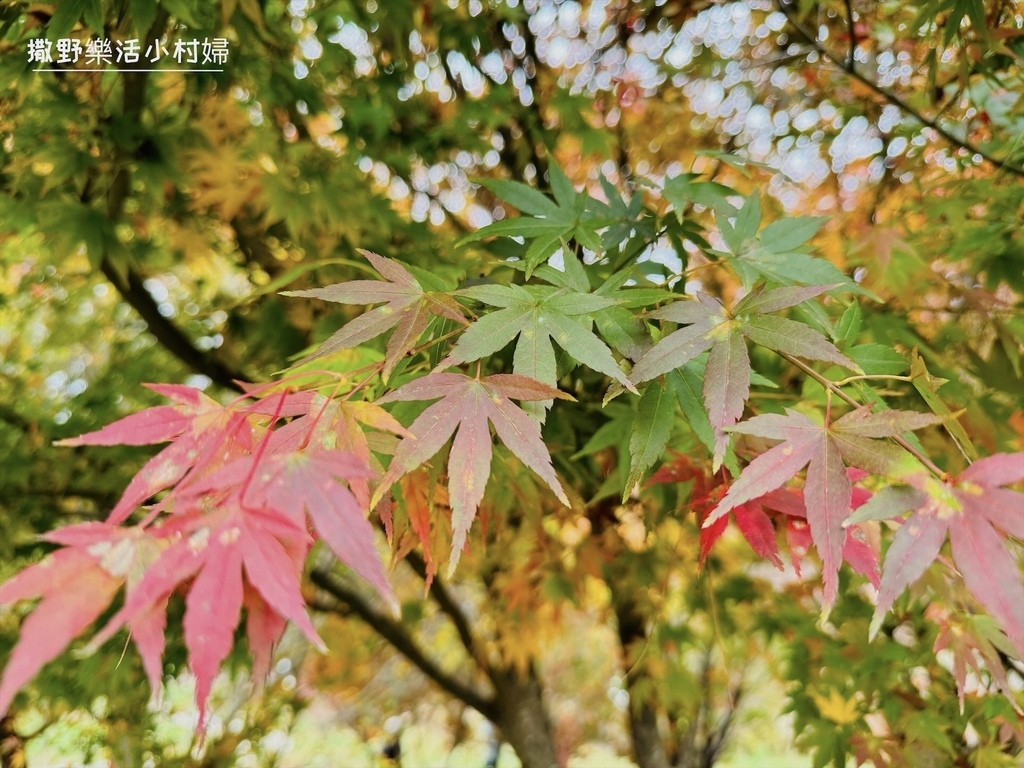 全台最高賞楓景點【福壽山農場】每年必追的魔幻楓紅美景，沉醉在