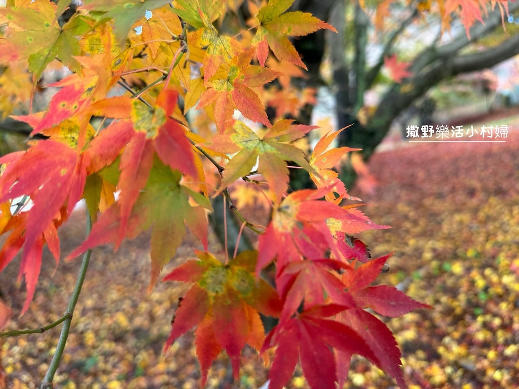 全台最高賞楓景點【福壽山農場】每年必追的魔幻楓紅美景，沉醉在