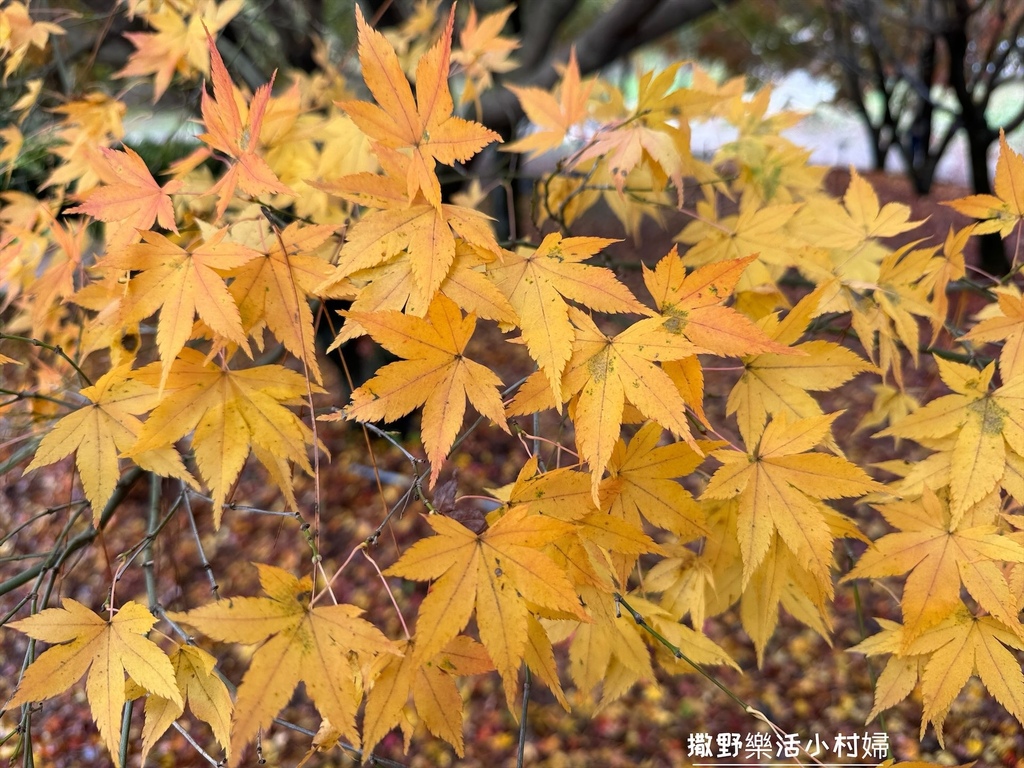 全台最高賞楓景點【福壽山農場】每年必追的魔幻楓紅美景，沉醉在