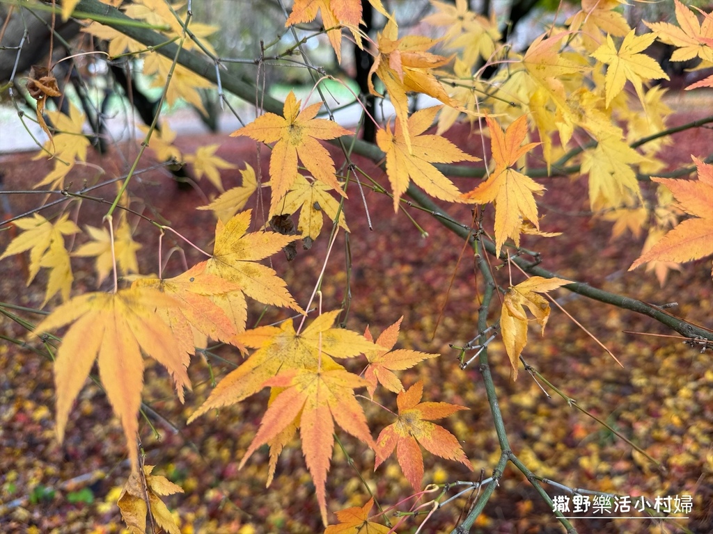 全台最高賞楓景點【福壽山農場】每年必追的魔幻楓紅美景，沉醉在