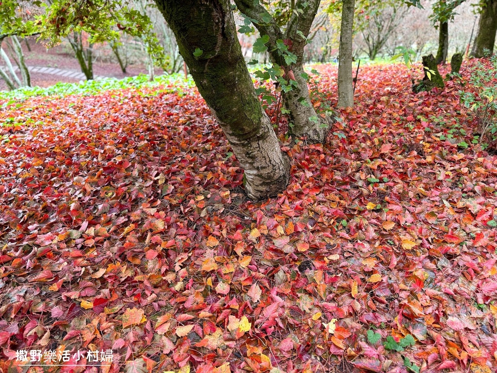 全台最高賞楓景點【福壽山農場】每年必追的魔幻楓紅美景，沉醉在