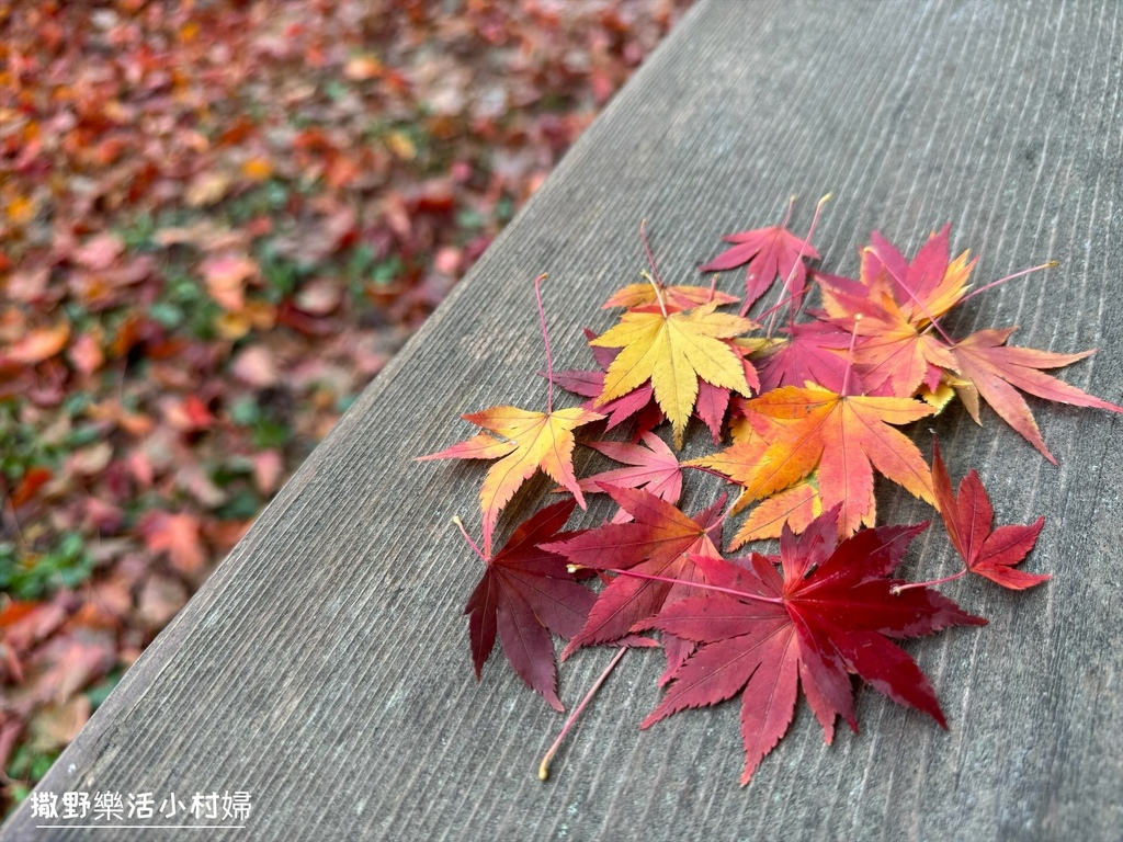 全台最高賞楓景點【福壽山農場】每年必追的魔幻楓紅美景，沉醉在