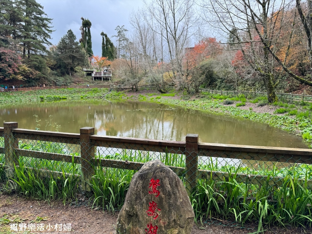 全台最高賞楓景點【福壽山農場】每年必追的魔幻楓紅美景，沉醉在