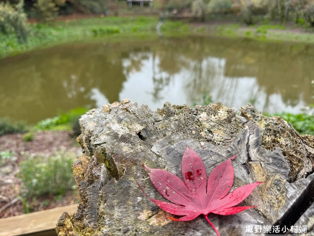 全台最高賞楓景點【福壽山農場】每年必追的魔幻楓紅美景，沉醉在