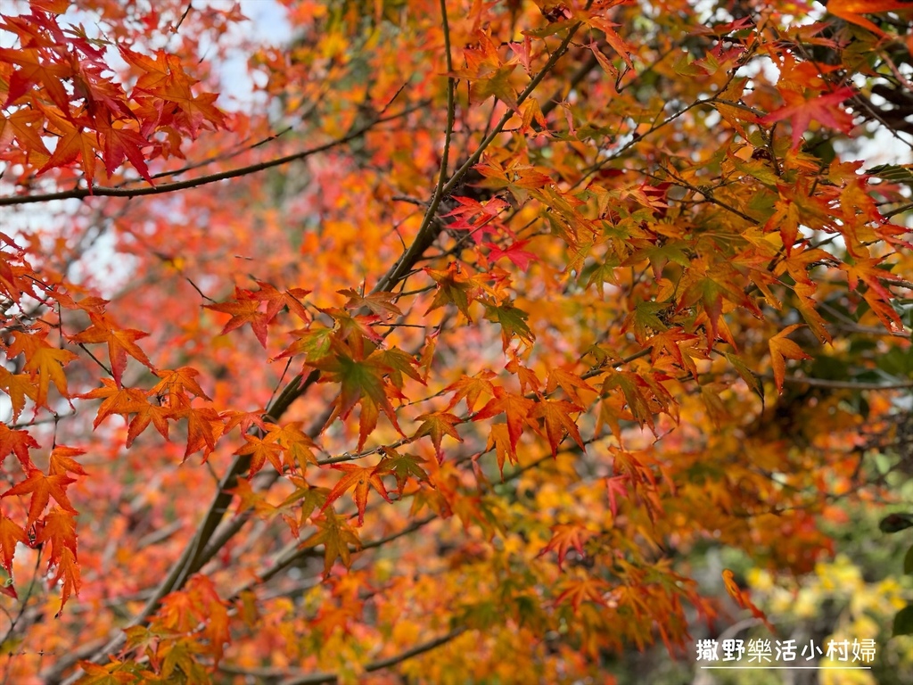 全台最高賞楓景點【福壽山農場】每年必追的魔幻楓紅美景，沉醉在