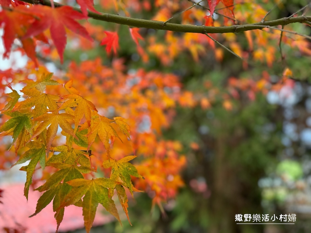 全台最高賞楓景點【福壽山農場】每年必追的魔幻楓紅美景，沉醉在