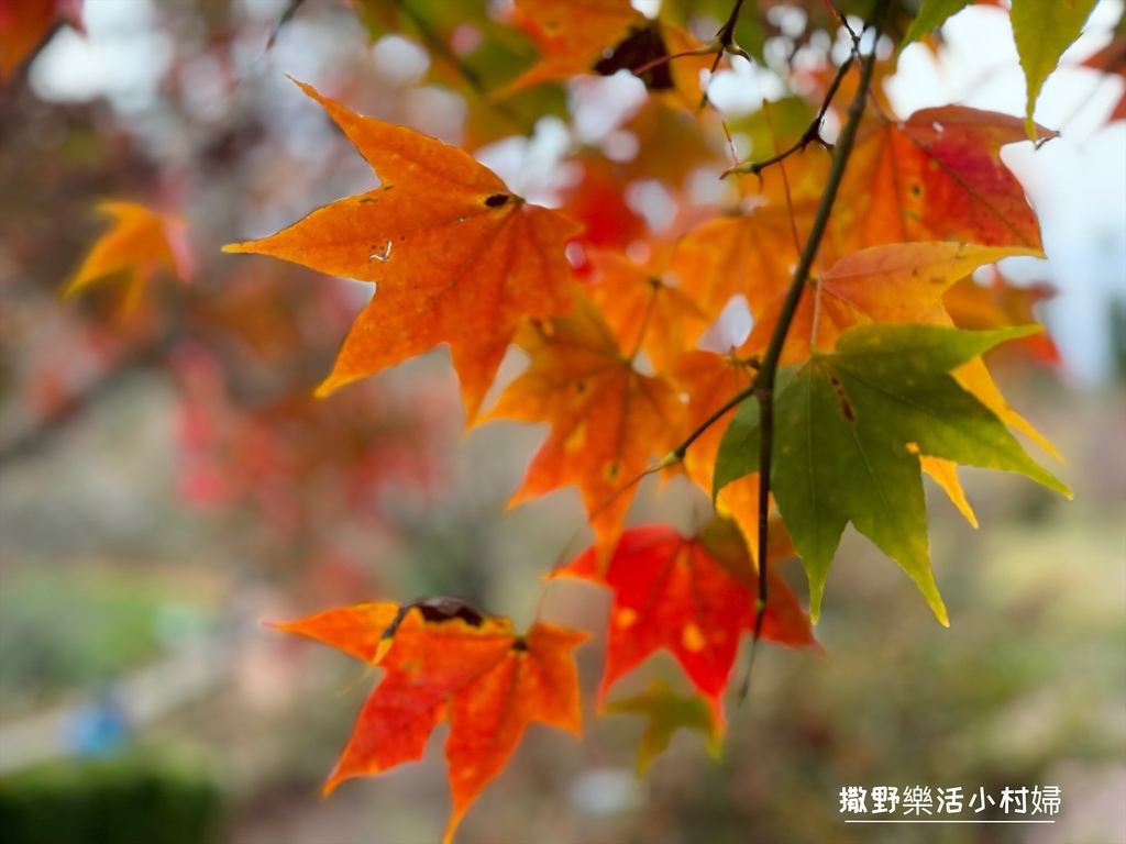 全台最高賞楓景點【福壽山農場】每年必追的魔幻楓紅美景，沉醉在