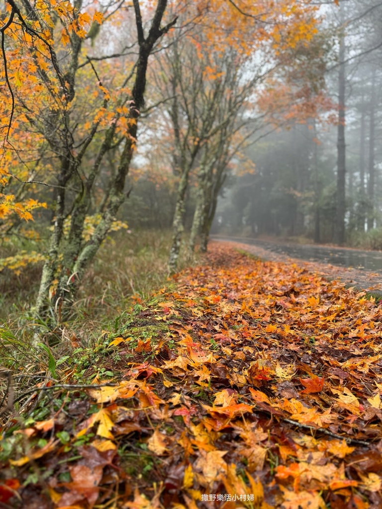 煙雨迷濛中的高山仙境【福壽山農場_天池】具有靈氣終年不竭，池