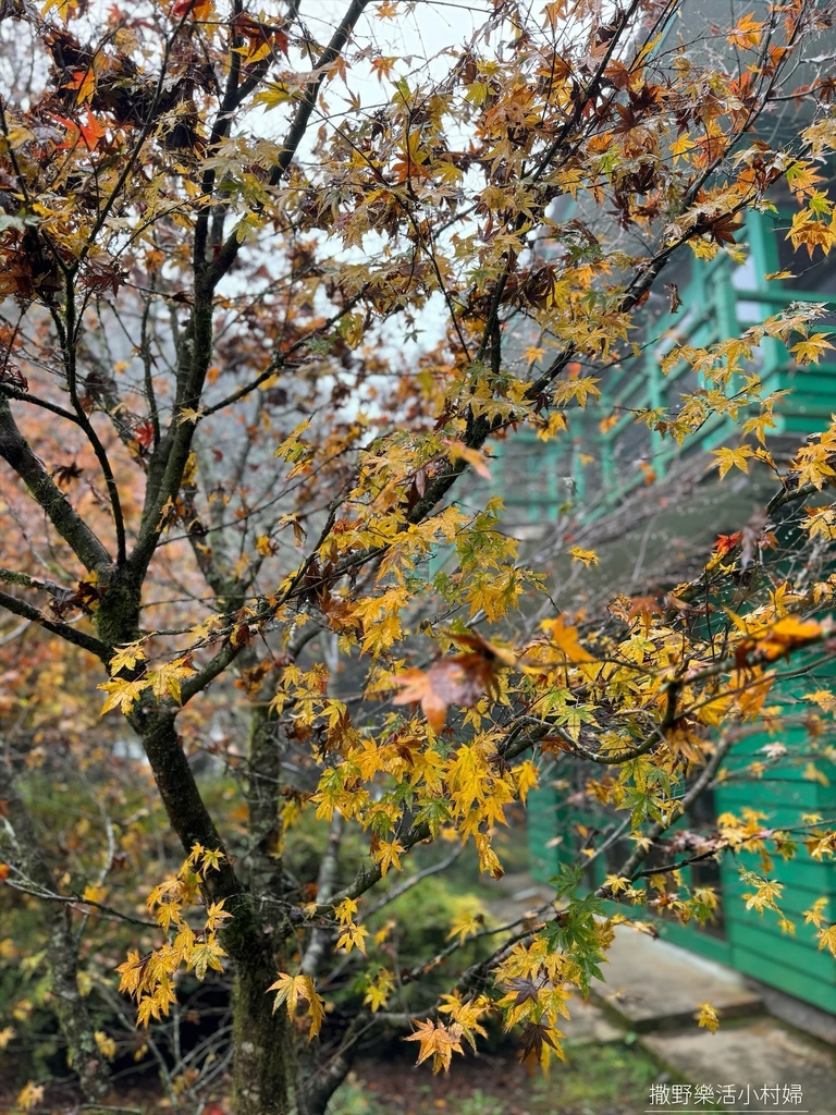 煙雨迷濛中的高山仙境【福壽山農場_天池】具有靈氣終年不竭，池