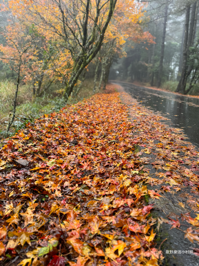 煙雨迷濛中的高山仙境【福壽山農場_天池】具有靈氣終年不竭，池