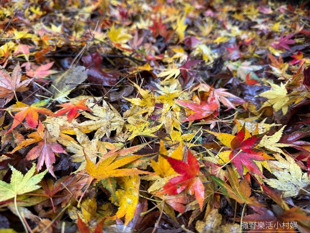 煙雨迷濛中的高山仙境【福壽山農場_天池】具有靈氣終年不竭，池