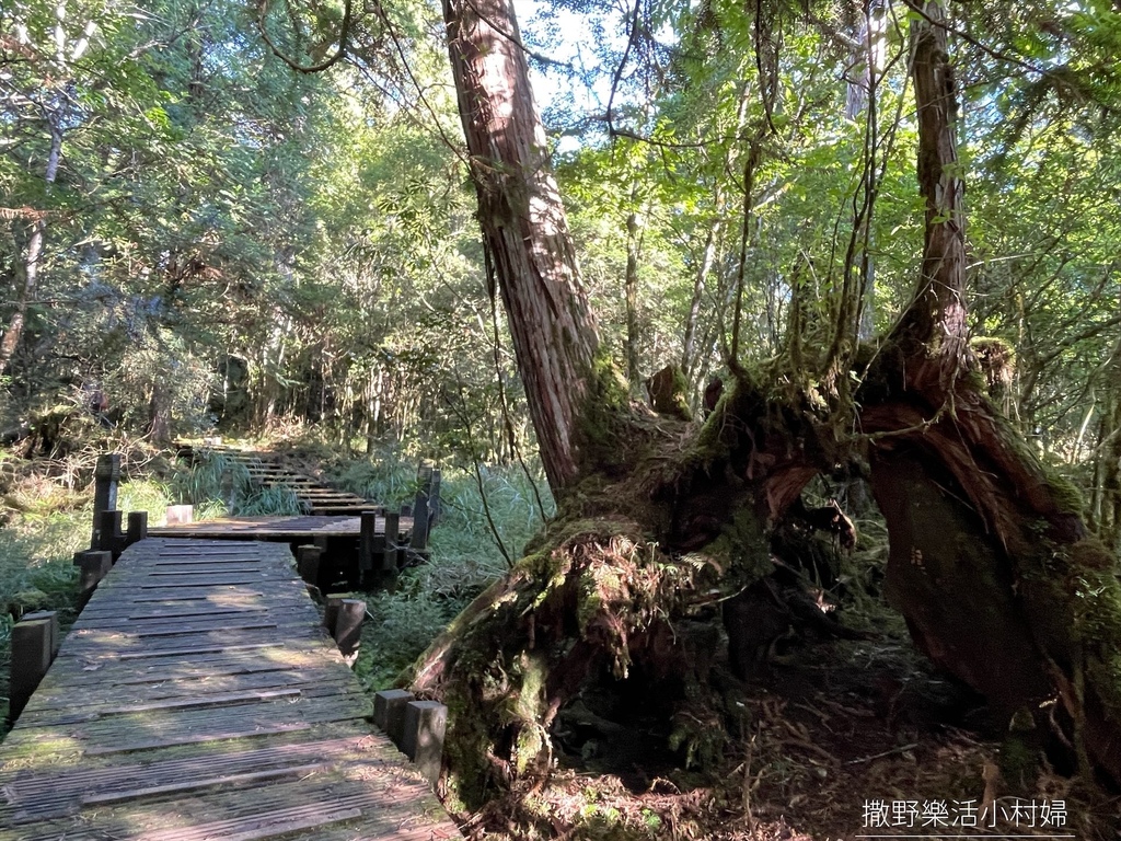 走進古木參天的魔法森林，宛如人間仙境【鐵杉林自然步道&檜木原