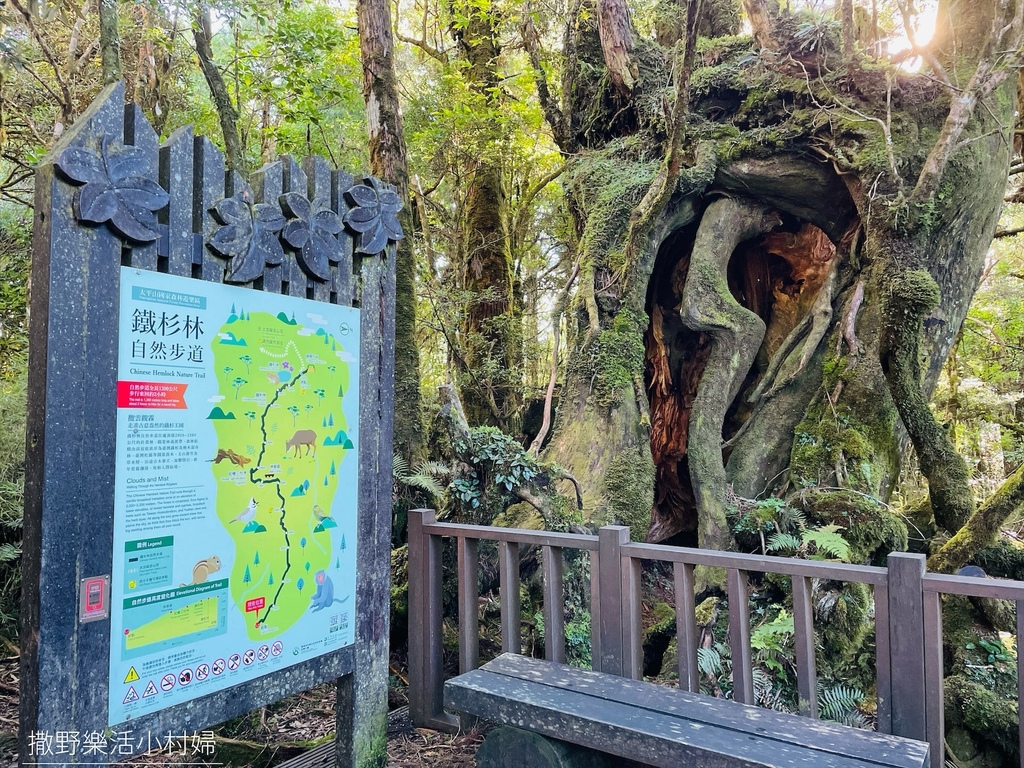 走進古木參天的魔法森林，宛如人間仙境【鐵杉林自然步道&檜木原