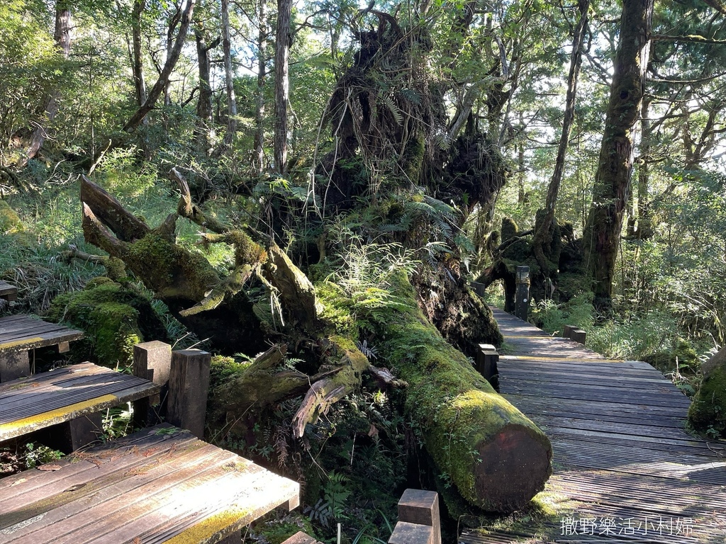 走進古木參天的魔法森林，宛如人間仙境【鐵杉林自然步道&檜木原