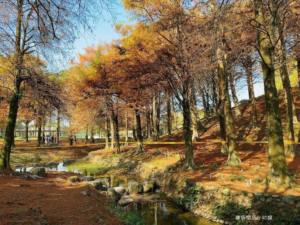 宜蘭,羅東,宜蘭景點,羅東景點,羅東運動公園東丘落羽松,羅東運動公園,東丘落羽松,落羽松,宜蘭落羽松