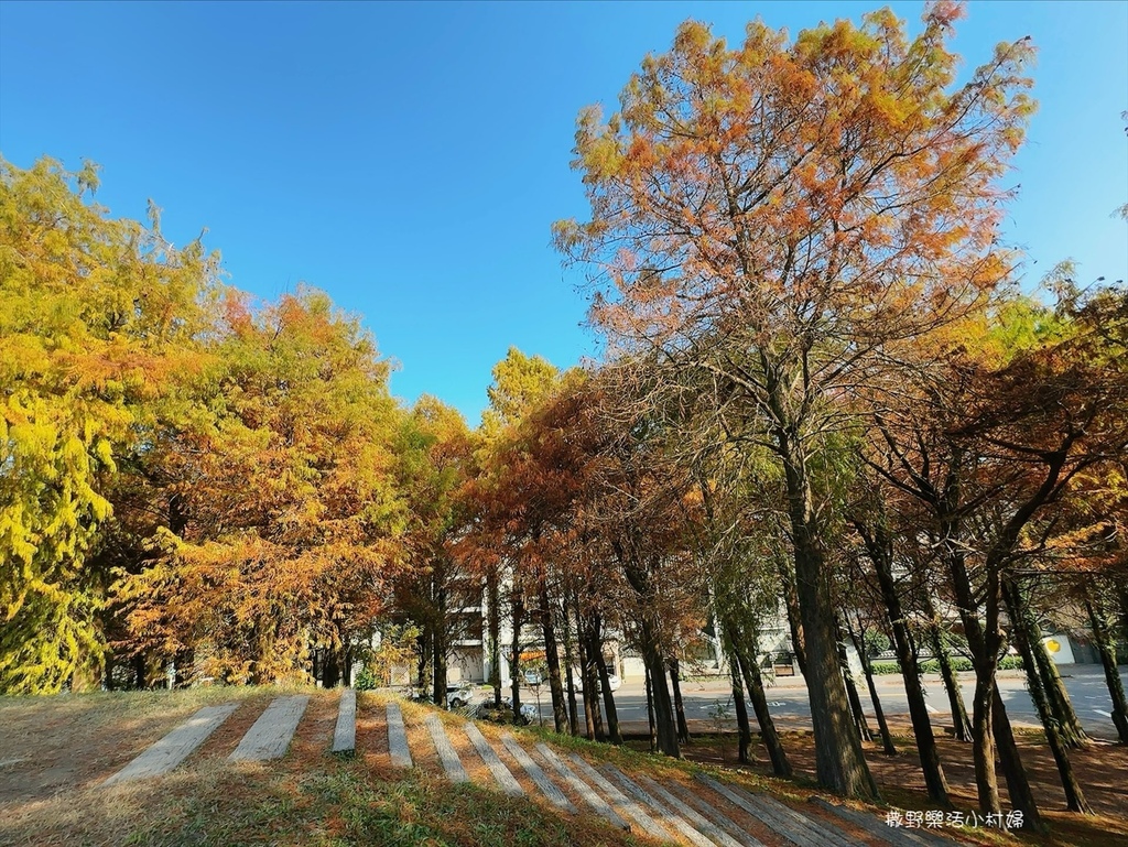 偶像劇場景般的落羽松森林【羅東運動公園】秋冬季節染成橘紅一片