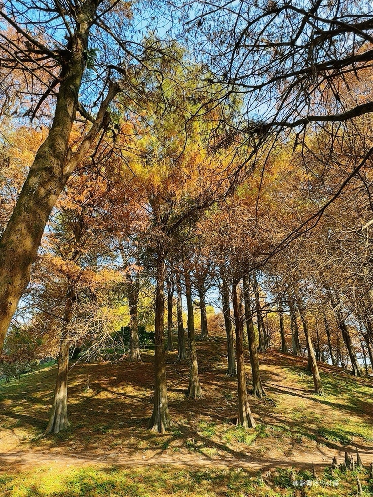 偶像劇場景般的落羽松森林【羅東運動公園】秋冬季節染成橘紅一片