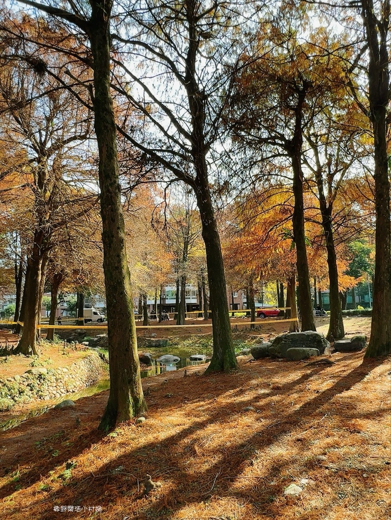 偶像劇場景般的落羽松森林【羅東運動公園】秋冬季節染成橘紅一片