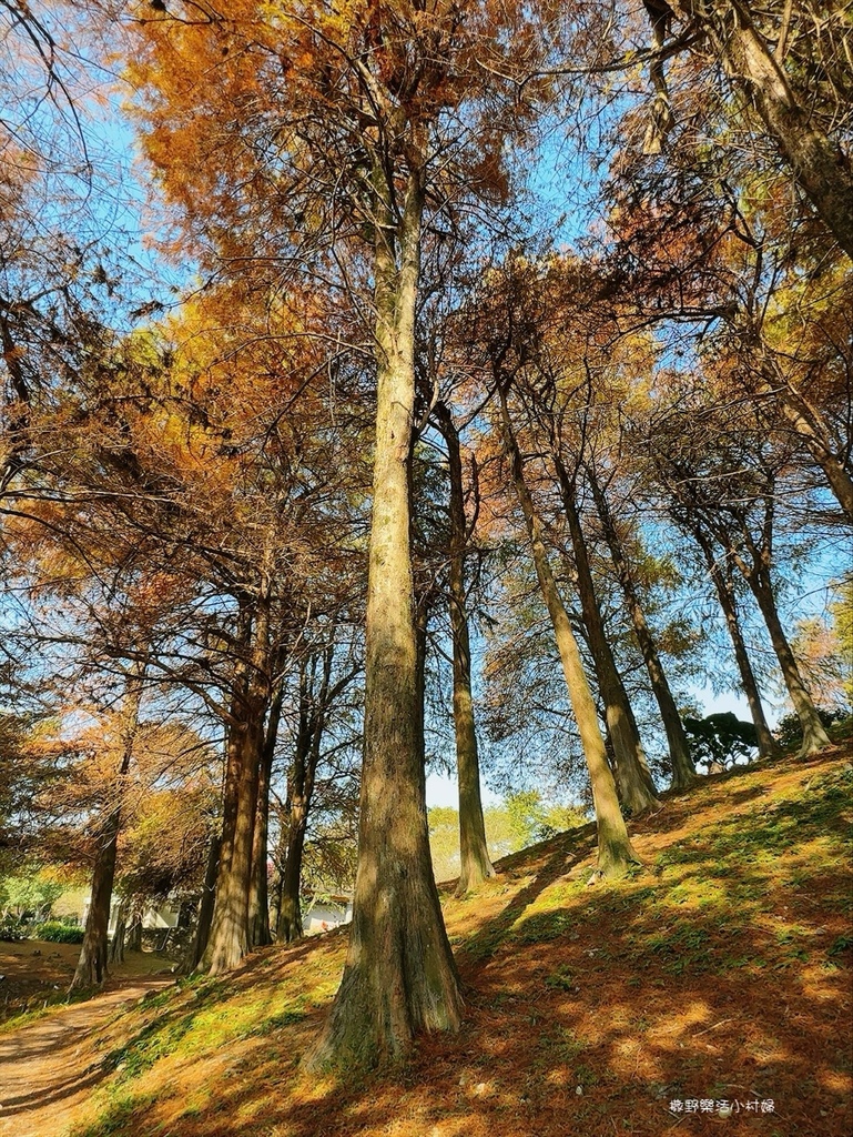 偶像劇場景般的落羽松森林【羅東運動公園】秋冬季節染成橘紅一片