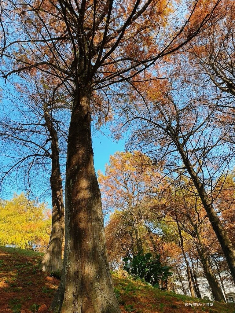 偶像劇場景般的落羽松森林【羅東運動公園】秋冬季節染成橘紅一片