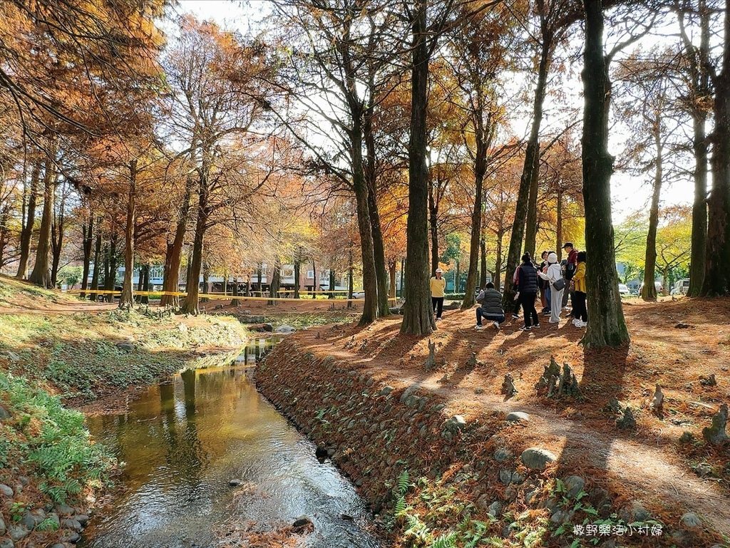 偶像劇場景般的落羽松森林【羅東運動公園】秋冬季節染成橘紅一片