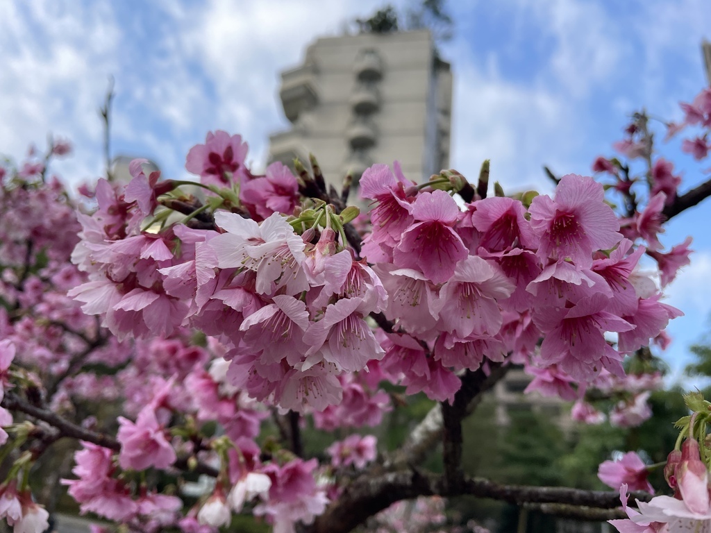 大台北捷運就能到的賞櫻景點【象山公園】信義豪宅旁的粉嫩櫻花也