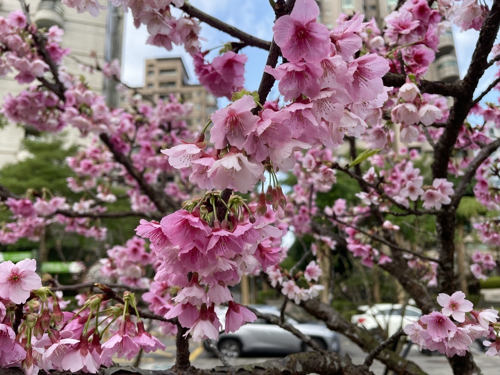 大台北捷運就能到的賞櫻景點【象山公園】信義豪宅旁的粉嫩櫻花也