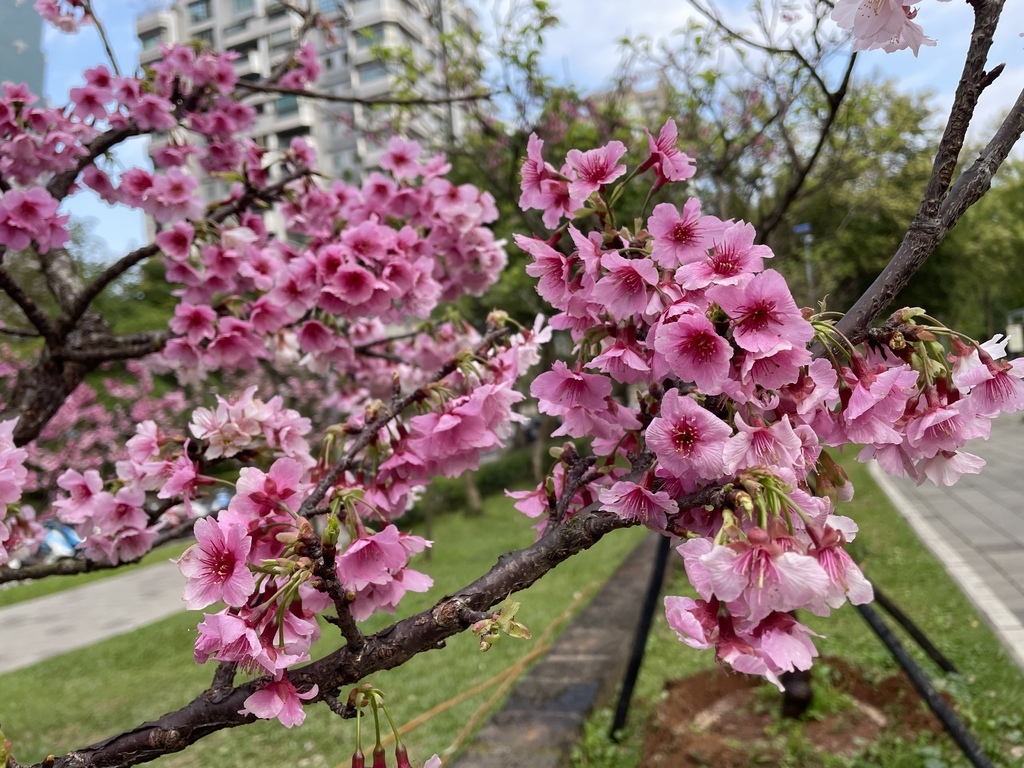 大台北捷運就能到的賞櫻景點【象山公園】信義豪宅旁的粉嫩櫻花也