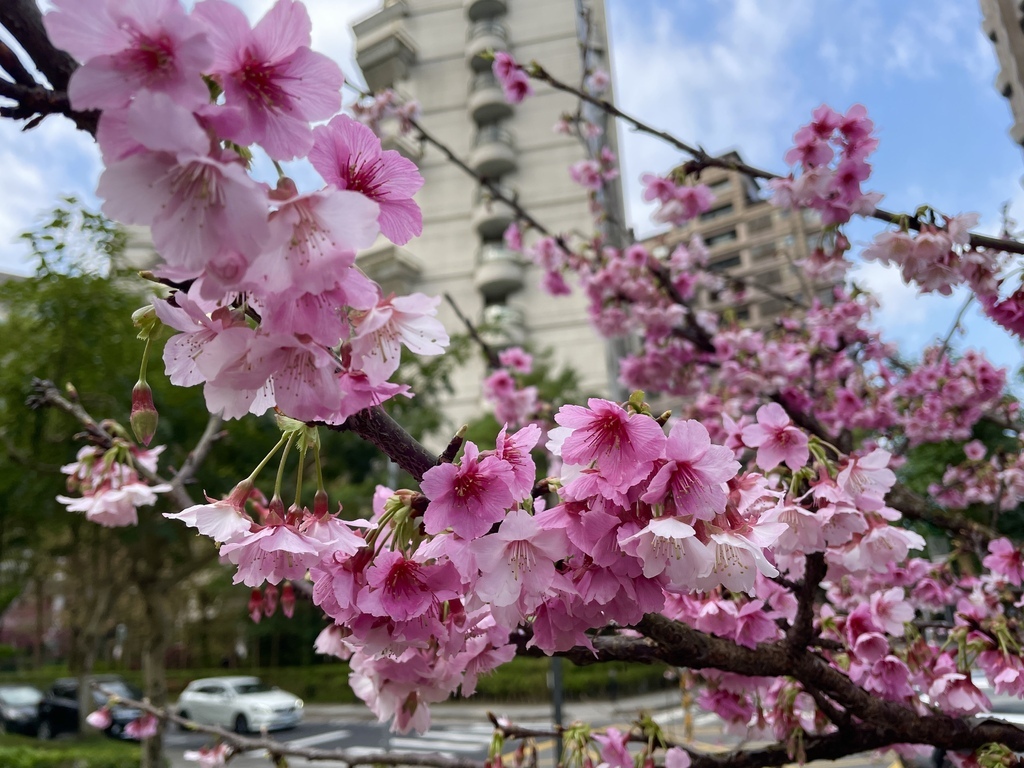 大台北捷運就能到的賞櫻景點【象山公園】信義豪宅旁的粉嫩櫻花也