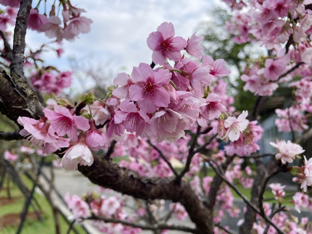 大台北捷運就能到的賞櫻景點【象山公園】信義豪宅旁的粉嫩櫻花也