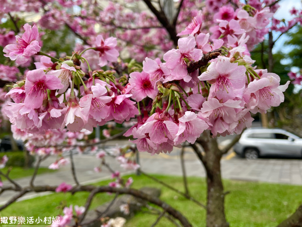 大台北捷運就能到的賞櫻景點【象山公園】信義豪宅旁的粉嫩櫻花也