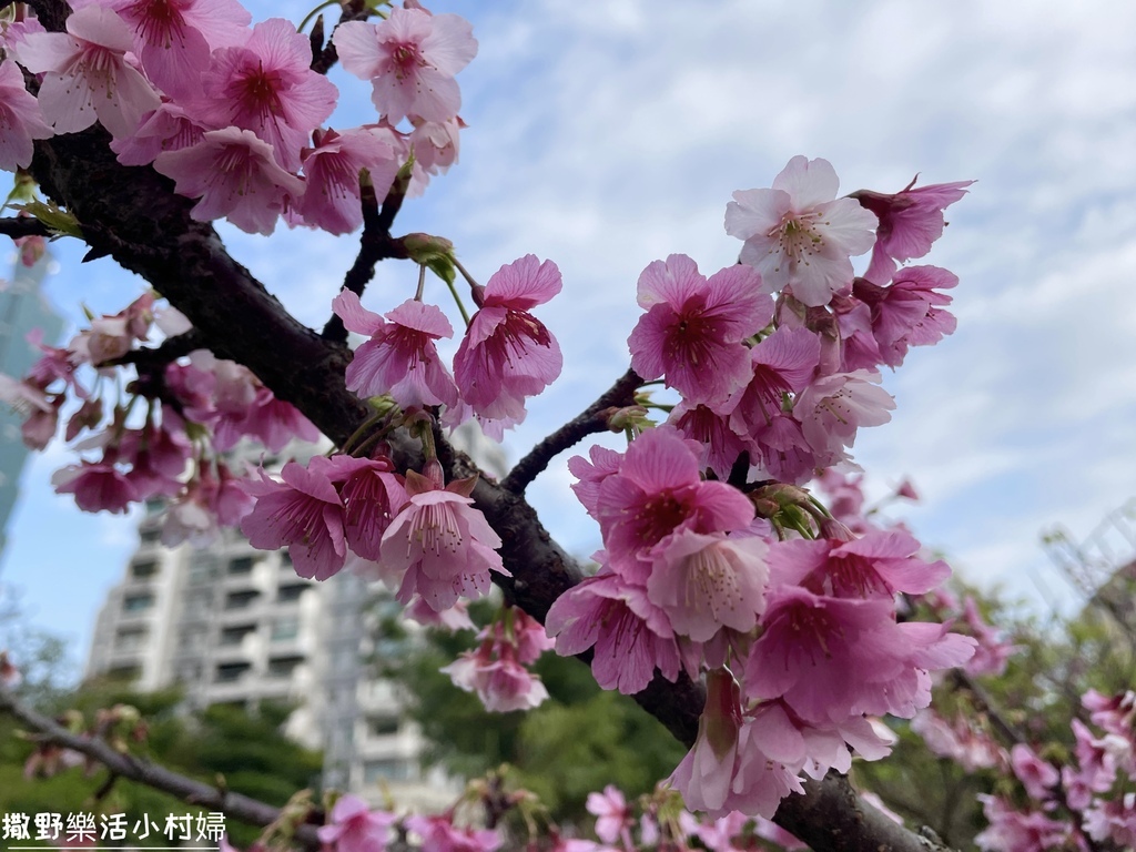 大台北捷運就能到的賞櫻景點【象山公園】信義豪宅旁的粉嫩櫻花也