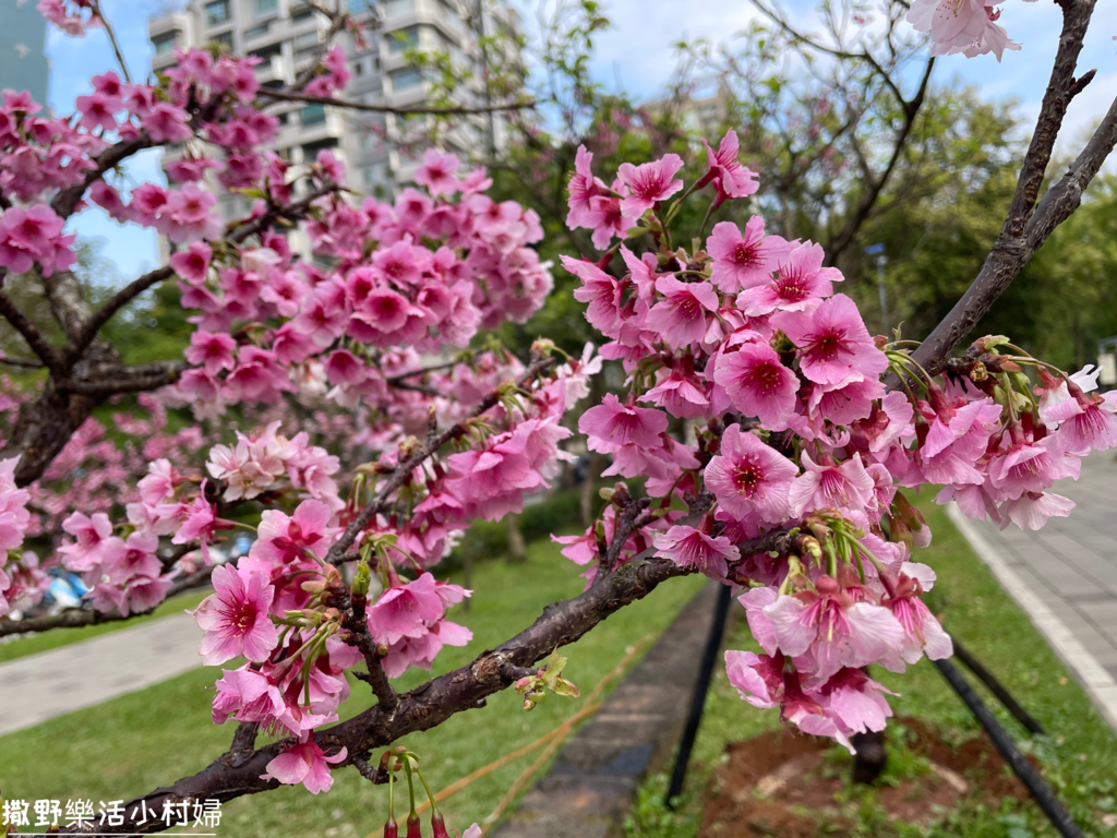 大台北捷運就能到的賞櫻景點【象山公園】信義豪宅旁的粉嫩櫻花也