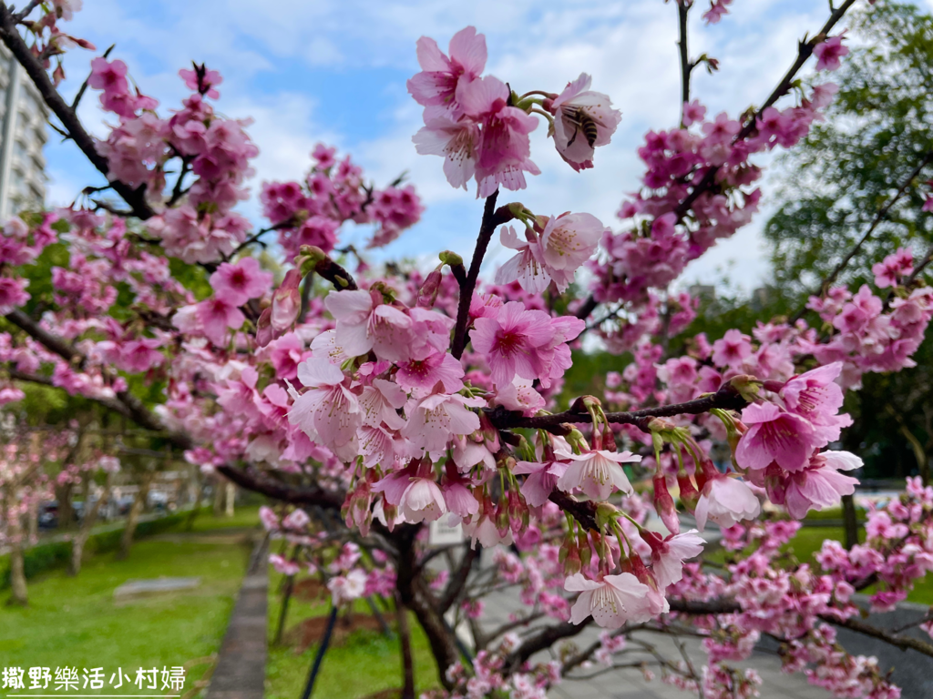 大台北捷運就能到的賞櫻景點【象山公園】信義豪宅旁的粉嫩櫻花也