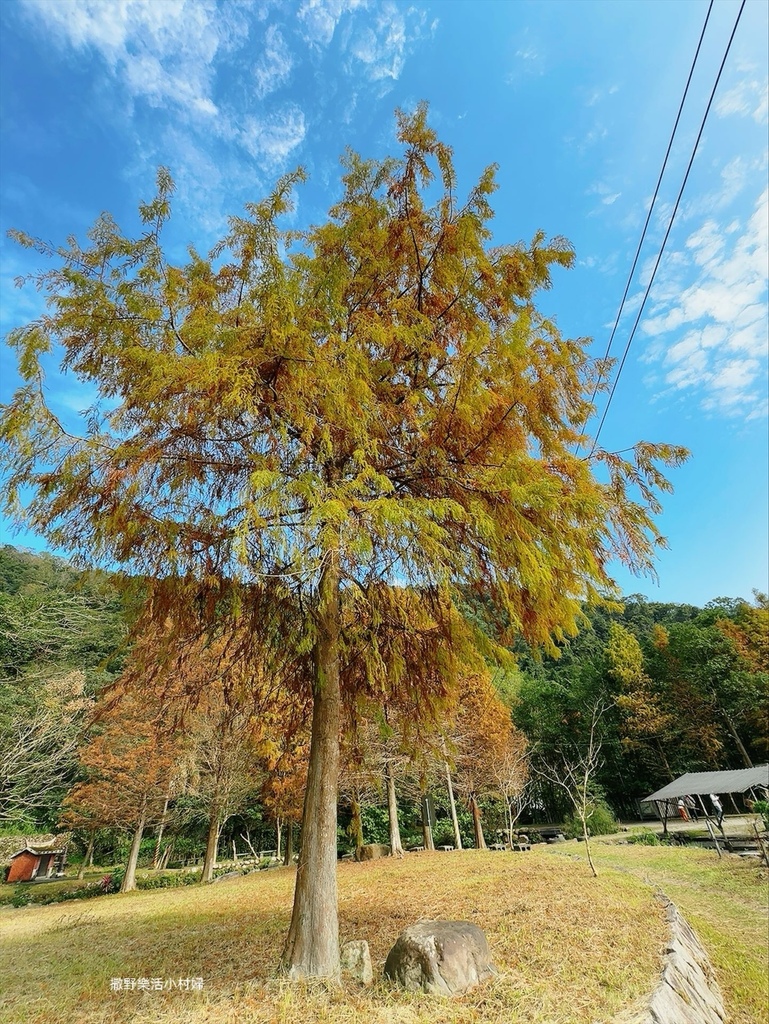 員山景點》落羽松畔的天然湧泉小綠池【羌仔連埤】在地小孩的玩水