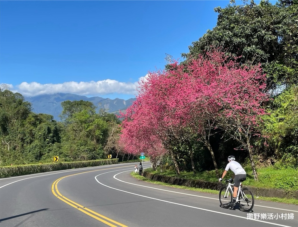 宜蘭賞櫻景點》台七丙線【櫻花公路】一路粉紅浪漫