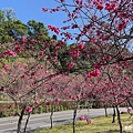 櫻花季｜福壽山農場【千櫻園】正滿開，粉紅風暴席捲而來，櫻花樹