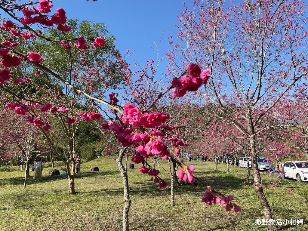 宜蘭賞櫻景點》台七丙線【櫻花公路】一路粉紅浪漫