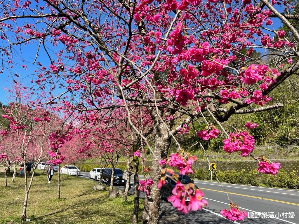 宜蘭賞櫻景點》台七丙線【櫻花公路】一路粉紅浪漫