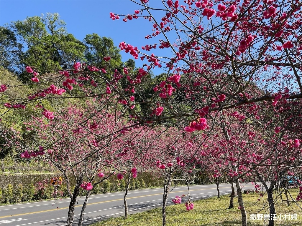 宜蘭賞櫻景點》台七丙線【櫻花公路】一路粉紅浪漫