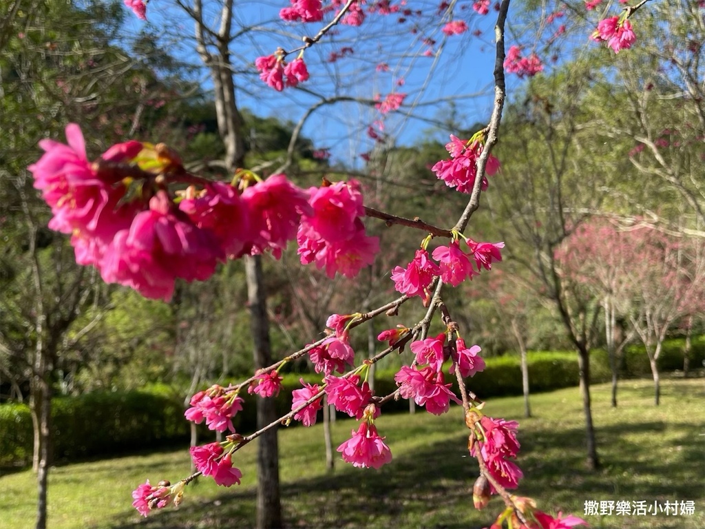 宜蘭賞櫻景點》台七丙線【櫻花公路】一路粉紅浪漫