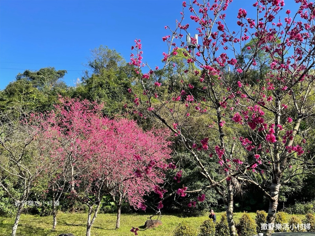 宜蘭賞櫻景點》台七丙線【櫻花公路】一路粉紅浪漫